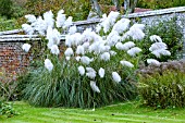 CORTADERIA SELLOANA SILVER PLUME