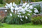 CORTADERIA SELLOANA SILVER PLUME