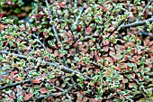 COTONEASTER HORIZONTALIS VARIEGATA