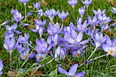 CROCUS KOTSCHYANUS