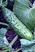 CUCUMIS SATIVUS MARKET MORE