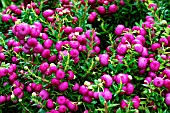 GAULTHERIA MUCRONATA CRIMSONIA