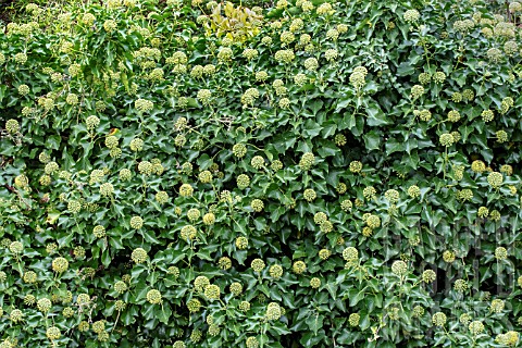 HEDERA_HELIX