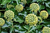 HEDERA HELIX