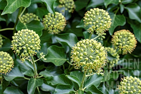 HEDERA_HELIX