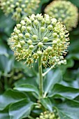 HEDERA HELIX