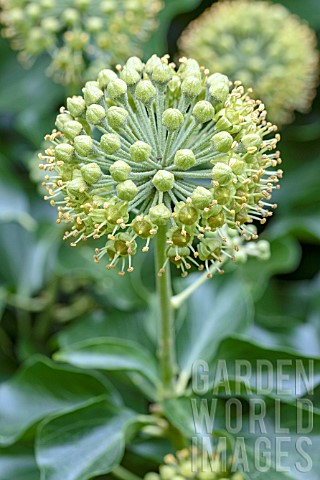 HEDERA_HELIX