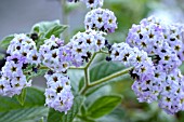 HELIOTRROPIUM ARBORESCENS WHITE QUEEN