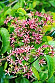 HEPTACODIUM MICONIOIDES