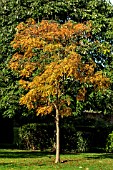 KOELREUTERIA PANICULATA