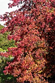 LIQUIDAMBER STYRACIFLUA