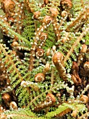 POLYSTICHUM SETIFERUM DIVERSILOBUM