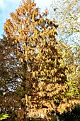 METASEQUOIA GLYPTOSTROBOIDES