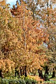 METASEQUOIA GLYPTOSTROBOIDES