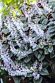 PLECTRANTHUS CILIATUS