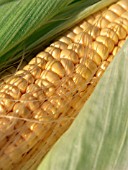 ZEA MAYS BUTTERSCOTCH (SWEET CORN)