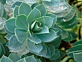 EUPHORBIA MYRSINITES (SPURGE)