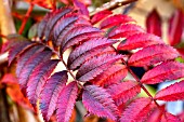 SORBUS PINK PEARL