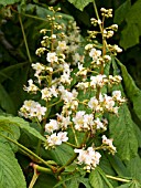 AESCULUS HIPPOCASTANUM  (HORSE CHESTNUT)