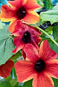 THUNBERGIA SUNNY SUSY AMBER STRIPES