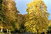 TILIA PETIOLARIS