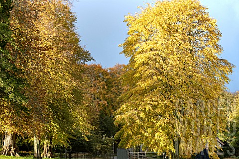 TILIA_PETIOLARIS