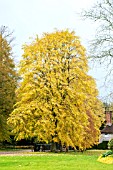 TILIA PETIOLARIS