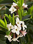 DAPHNE TANGUTICA (RETUSA GROUP)