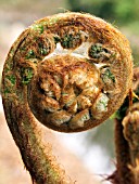 DICKSONIA ANTARTICA (TASMANIAN TREE FERN)