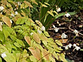 EPIMEDIUM YOUNGIANUM NIVEUM