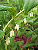 POLYGONATUM HYBRIDUM (MULTIFLORUM) SOLOMONS SEAL