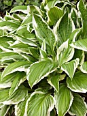 HOSTA UNDULATA ALBOMARGINATA (THOMAS HOGG)