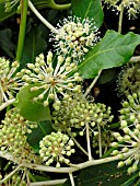 FATSIA JAPONICA