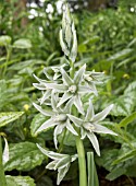 ORNITHOGALUM NUTANS