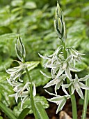 ORNITHOGALUM NUTANS