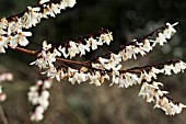 ABELIOPHYLLUM DISTICHUM