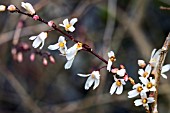 ABELIOPHYLLUM DISTICHUM