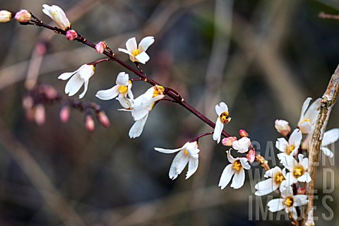 ABELIOPHYLLUM_DISTICHUM