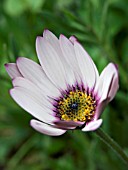 OSTEOSPERMUM ECKLONIS (DIMORPHOTHECA)