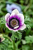 ANEMONE HARMONY PEARL