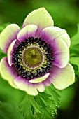 ANEMONE HARMONY PEARL