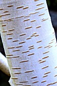 BETULA UTILIS VAR JACQUEMONTII