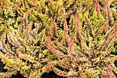 CALLUNA VULGARIS SEASTAR