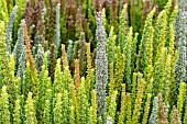 CALLUNA VULGARIS SKYLINE TRIO