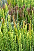 CALLUNA VULGARIS SKYLINE TRIO