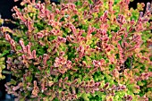 CALLUNA VULGARIS WICKWAR FLAME