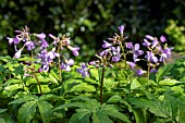 CARDAMINE QUINQUIFOLIA