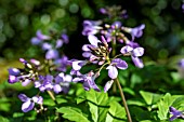 CARDAMINE QUINQUIFOLIA