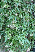 CLEMATIS NAPAULENSIS