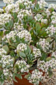 CRASSULA ARBORESCENS